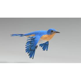 3D Bluebird Animated model
